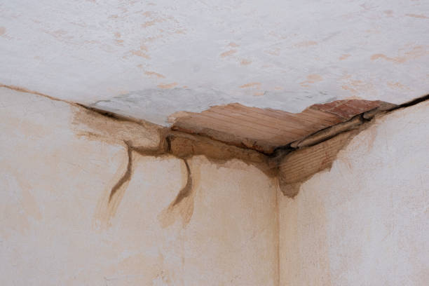 Best Water damage contractors near me  in Forney, TX