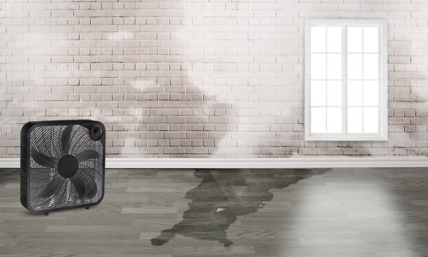 Best 24/7 water damage repair  in Forney, TX